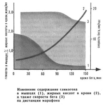 Изменение содержания гликогена в мышцах, жирных кислот в крови во время марафона